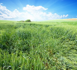 Importanta aplicarii regulatorilor de crestere in culturile intensive de cereale paioase