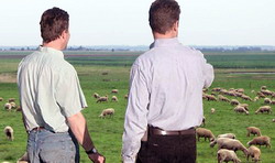 Aportul serviciilor sanitare veterinare in dezvoltarea economica a judetului Sibiu