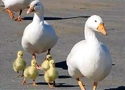 Comportamentul gastelor