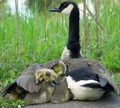 Comportamentul gastelor 3