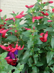 Fuchsia x hybrida resize