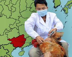 Virusul gripal H7N9 detectat la pasarile din sudul Chinei poseda un risc mare de raspandire