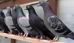 Porumbei voiajori de competitie in valoare de aproximativ 1.000.000 de euro sustrasi din Germania