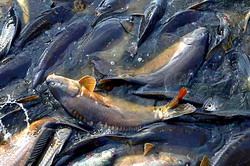 Dezbaterea propunerii Strategiei Nationale a Sectorului Pescaresc 2014 – 2020