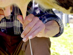 Asigurarea calitatii laptelui crud