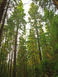 compensatii silvicultura