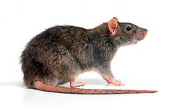 Controlul rozatoarelor in ferme