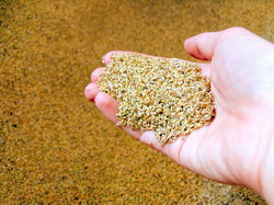 S-a aprobat reglementarea depozitarii semintelor de consum si a regimului certificatelor de depozit pentru acestea