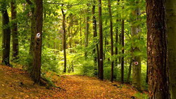 Finalizarea proiectului elvetiano-roman de gestionare durabila a ecosistemelor forestiere