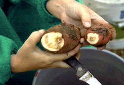 S-a aprobat ajutorul de stat acordat producatorilor de cartofi pentru recolta 2012