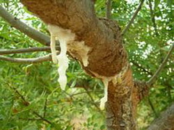 Mana biblica produsa exclusiv in Sicilia