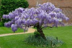 wisteria resize