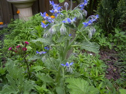 Borage-overv-hr resize