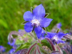Limba mielului, remediu natural impotriva bolilor respiratorii