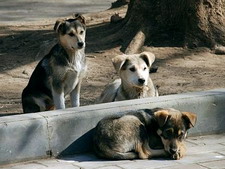 Cainele nascut in zodia pesti