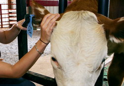 Inspectiile in exploatatiile cu animale