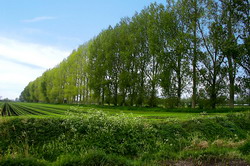 Perdele forestiere de protectie