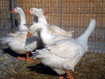 Rase de gaste Landaise