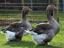 Rase de gaste Toulouse