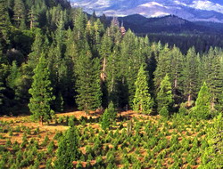 Lucrari de regenerare a padurilor pe 29.741 hectare prevazute in 2014