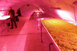 Ferma de legume proaspete intr-un vechi adapost antiaerian din Londra