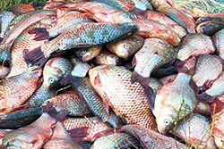 Sanctiuni de peste 1.5 milioane de lei aplicate in combaterea braconajului piscicol