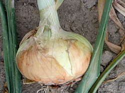 Vidalia – cel mai renumit soi de ceapa dulce