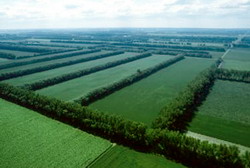 Infiintarea perdelelor forestiere de protectie in intreg judetul Neamt