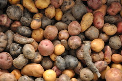 potato diversity resize