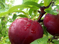 260 de milioane de euro pentru reconversie in pomicultura prevazute in noul PNDR