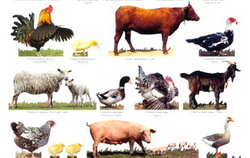 Colaborare intre ANSVSA si Ministerul Afacerilor Interne pentru a asigura protectia si bunastarea animalelor