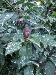 Surround ® WP – bariera contra daunatorilor din culturile agricole