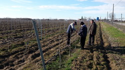 Consultanta agricola privind taierile la pomii fructiferi