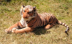 tiger resize2