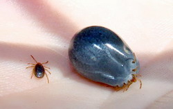 Boli transmise de capuse