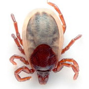 Boli transmise de capuse2