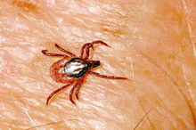 Boli transmise de capuse4