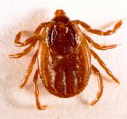 Boli transmise de capuse5