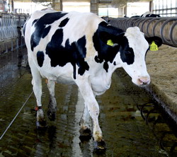 Cresterea taurinelor pentru productia de lapte/carne – Prezent si perspective in ameliorare si nutritie