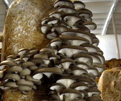 Curs de ciupercar, acreditat