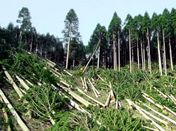 Ministrul delegat pentru Ape, Paduri si Piscicultura, vrea sa puna punct hotiei din paduri