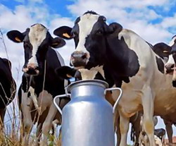 70 tone de lapte in plus pe zi prin programul de dezvoltare a fermelor sustinut de Danone