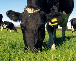 Investitii zootehnie