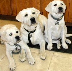 Labradorul – regele retrieverilor