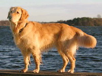 Labrador retriever3
