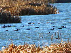 Finalizarea Programului de educatie ecologica ‘Iubeste pasarile – respecta biodiversitatea judetului tau’