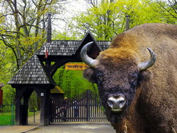 Padurea Białowieża: natura fara frontiere