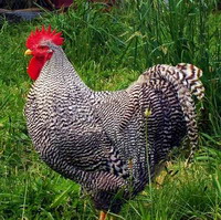 Rasa de pasari Plymouth Rock 1