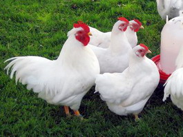 Rasa de pasari Plymouth Rock 3