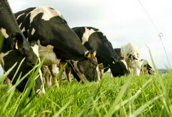 Subventii bovine apr